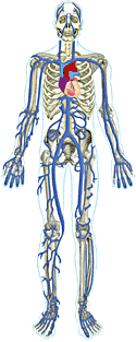 Drawing of skeleton