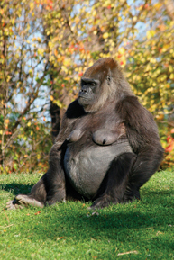 A gorilla