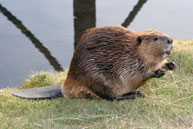 A beaver.