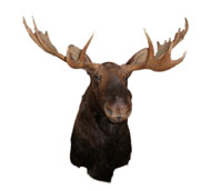 A stuffed moose head
