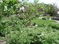 Photo of Roslyn Robertson Herb and Scent Garden