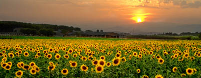 Image of field and sun